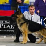 View GCH Charmbrook's Slam Dunk of Beacon Hill HT CGC